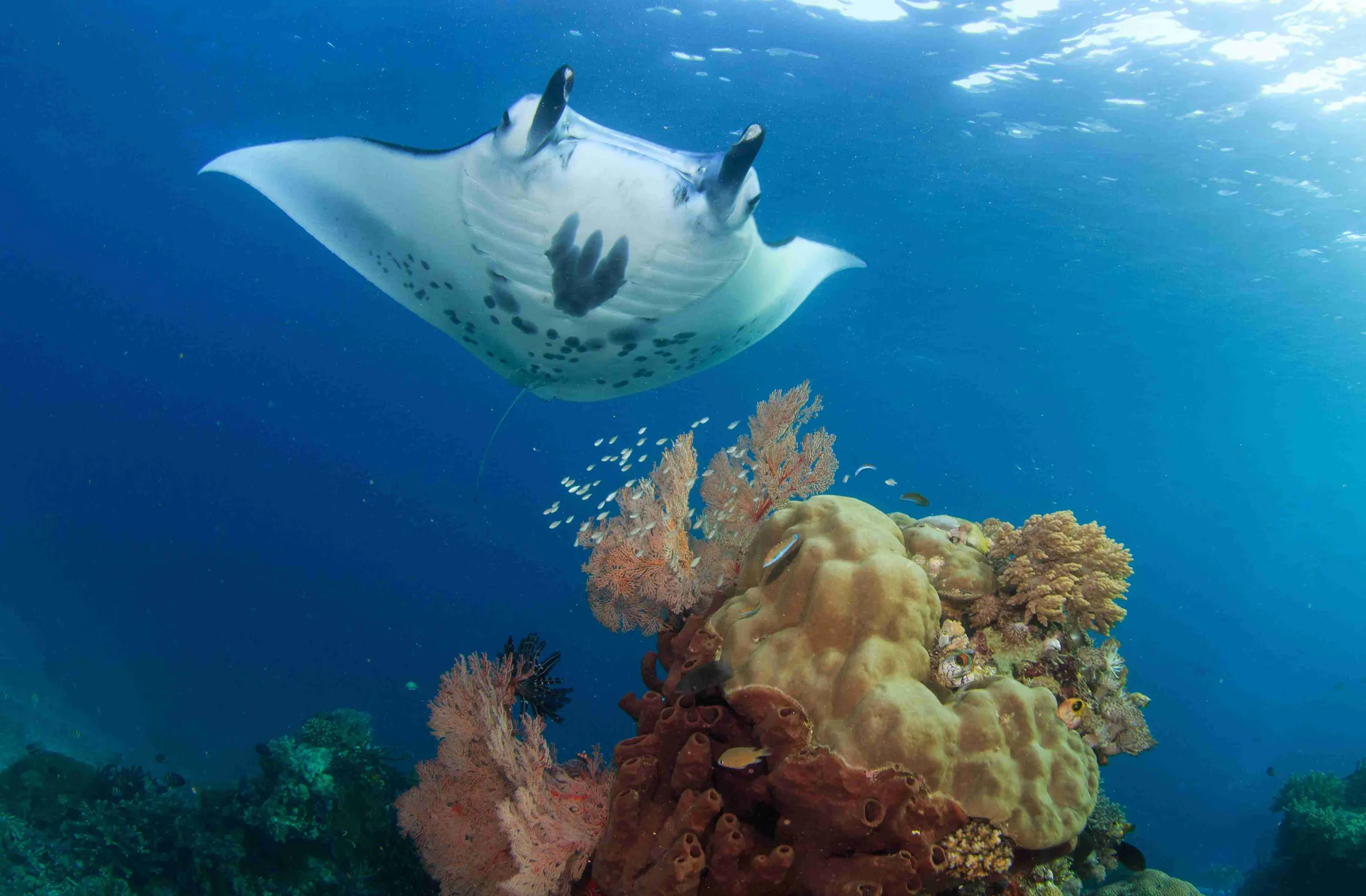 A manta ray gliding over a coral head