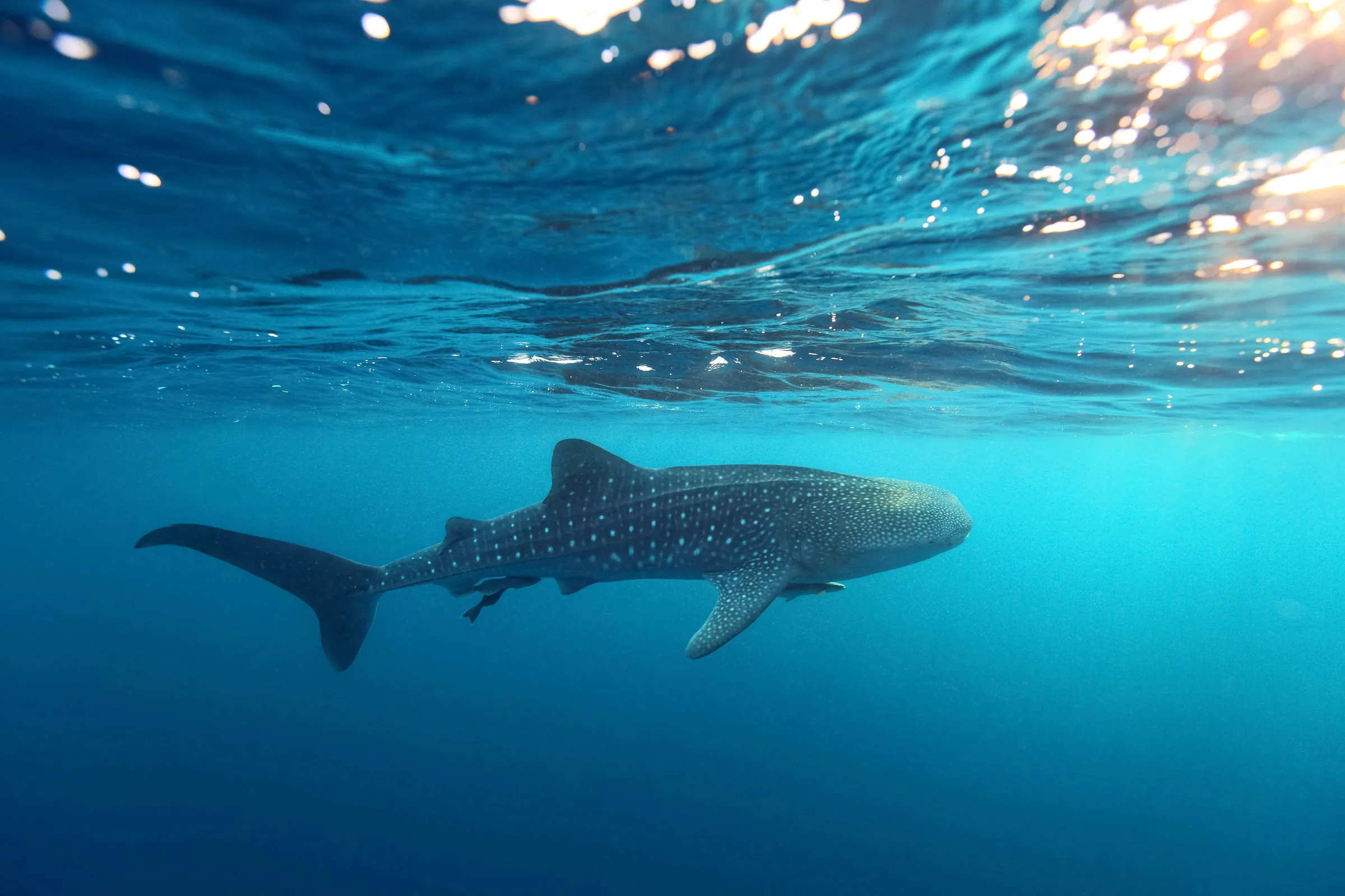 A whale shark under rays of sunlight